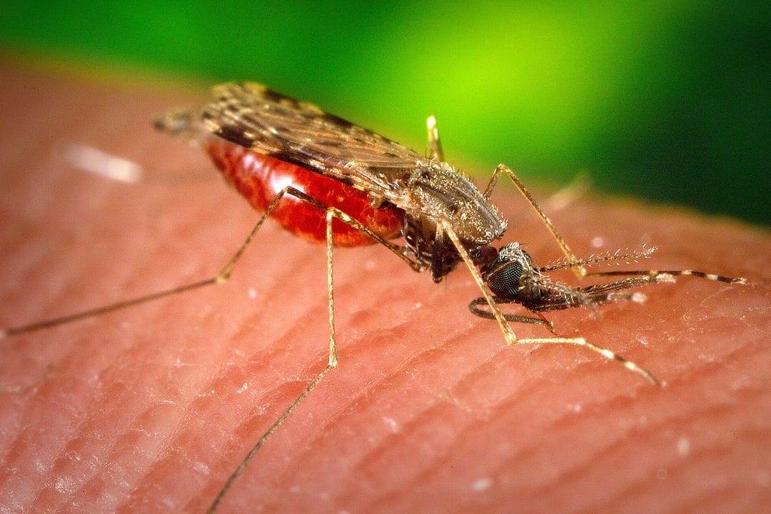 Muggenbeten en insectenbeten deze zomer: wat écht helpt tegen jeuk en wanneer je naar de huisarts moet