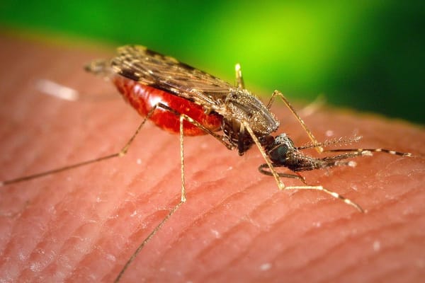 Muggenbeten en insectenbeten deze zomer: wat écht helpt tegen jeuk en wanneer je naar de huisarts moet