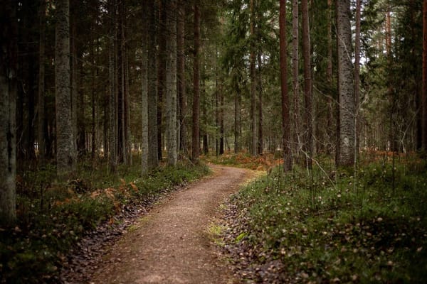 Tekenbeten deze zomer: zo verwijder je een teek veilig en herken je de eerste tekenen van Lyme
